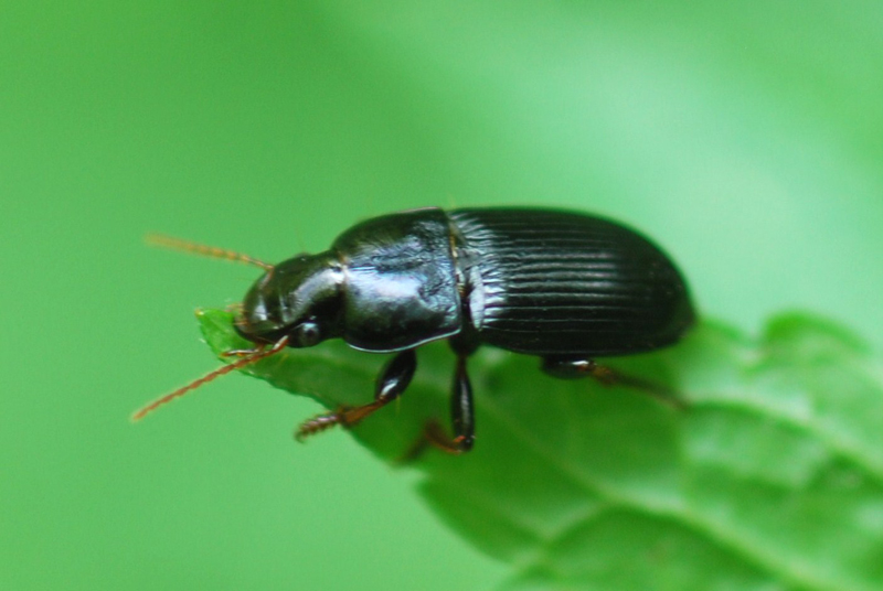 Harpalus dimidiatus